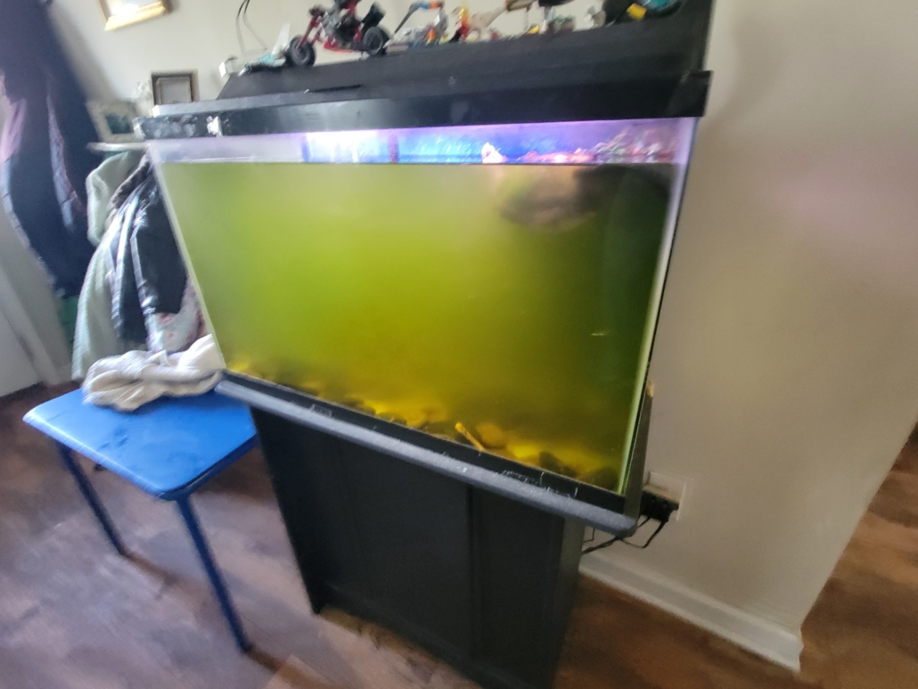 Improve Indoor Air Quality with a Fish Tank: The Hidden Benefits - LAB ...